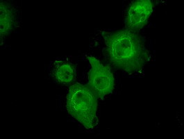 MAPK11 Antibody in Immunocytochemistry (ICC/IF)