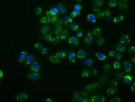 MAPK11 Antibody in Immunocytochemistry (ICC/IF)