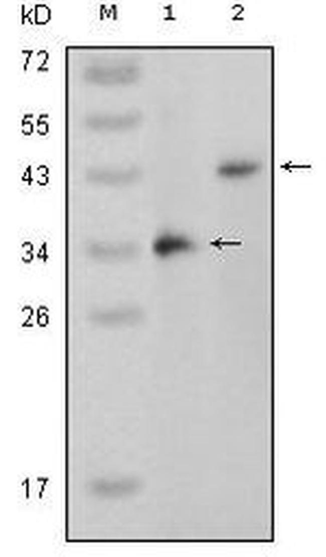 p38 MAPK beta Antibody in Western Blot (WB)