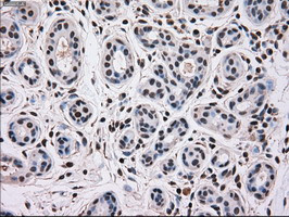 MAPK12 Antibody in Immunohistochemistry (Paraffin) (IHC (P))