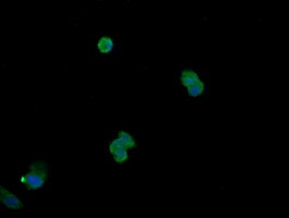 MAPK13 Antibody in Immunocytochemistry (ICC/IF)