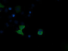 MAPK13 Antibody in Immunocytochemistry (ICC/IF)