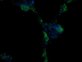 MAPK13 Antibody in Immunocytochemistry (ICC/IF)