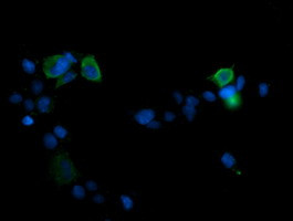 MAPK13 Antibody in Immunocytochemistry (ICC/IF)