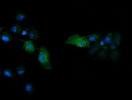 MAPK13 Antibody in Immunocytochemistry (ICC/IF)