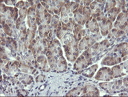 MAPK13 Antibody in Immunohistochemistry (Paraffin) (IHC (P))