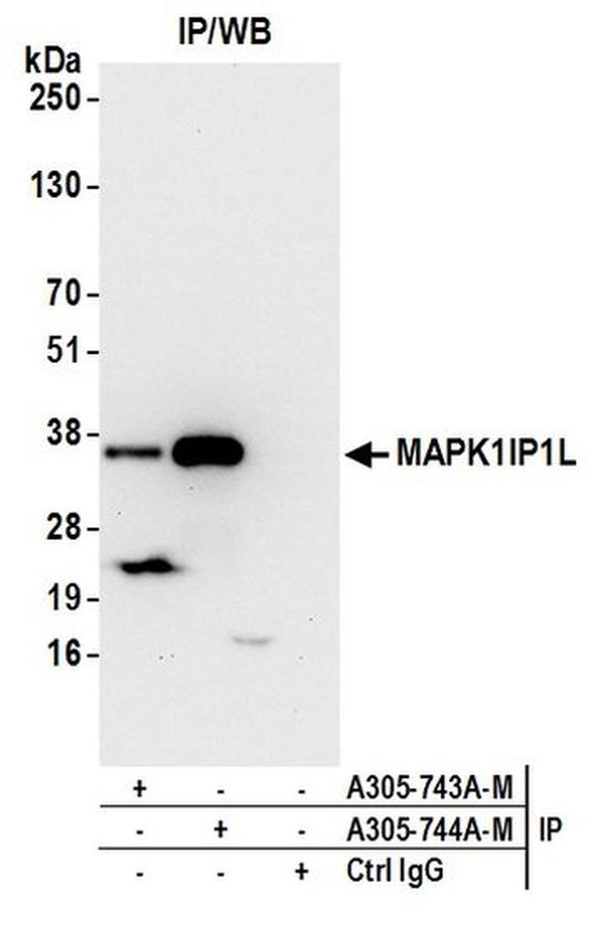 MAPK1IP1L Antibody in Western Blot (WB)