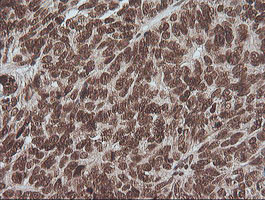 MAPK3 Antibody in Immunohistochemistry (Paraffin) (IHC (P))