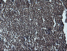 MAPK3 Antibody in Immunohistochemistry (Paraffin) (IHC (P))