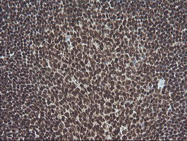 MAPK3 Antibody in Immunohistochemistry (Paraffin) (IHC (P))