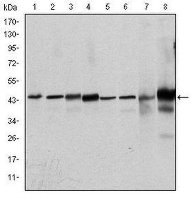 ERK1 Antibody in Western Blot (WB)