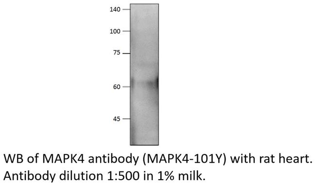 MAPK4 Antibody in Western Blot (WB)