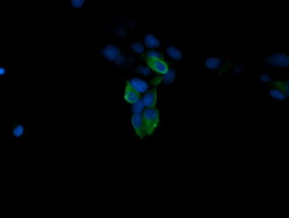 MAPK4 Antibody in Immunocytochemistry (ICC/IF)