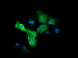 MAPK4 Antibody in Immunocytochemistry (ICC/IF)