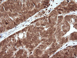 MAPK4 Antibody in Immunohistochemistry (Paraffin) (IHC (P))