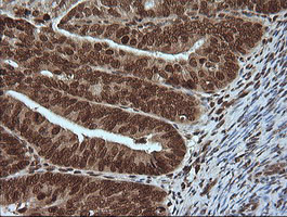 MAPK4 Antibody in Immunohistochemistry (Paraffin) (IHC (P))