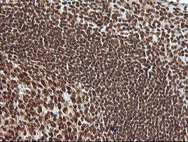 MAPK4 Antibody in Immunohistochemistry (Paraffin) (IHC (P))