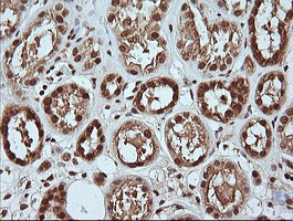 MAPK4 Antibody in Immunohistochemistry (Paraffin) (IHC (P))