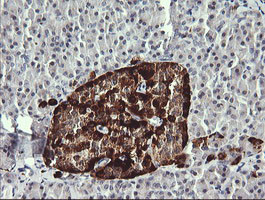 MAPK4 Antibody in Immunohistochemistry (Paraffin) (IHC (P))