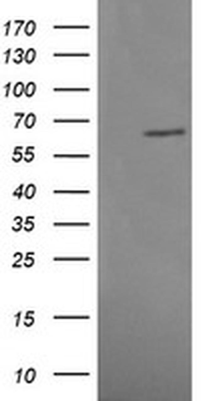 MAPK4 Antibody in Western Blot (WB)