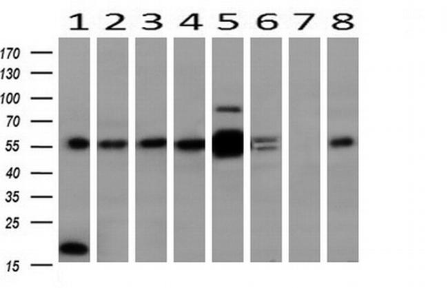 MAPK4 Antibody in Western Blot (WB)