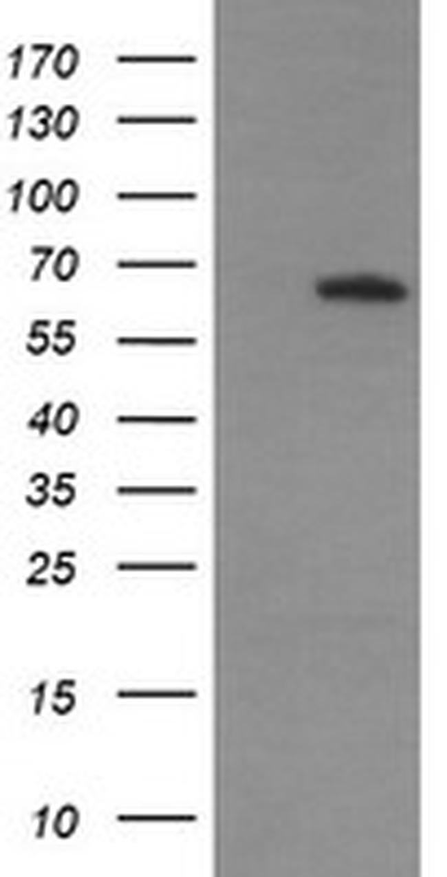 MAPK4 Antibody in Western Blot (WB)