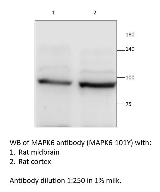 MAPK6 Antibody in Western Blot (WB)