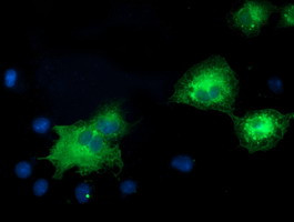MAPK7 Antibody in Immunocytochemistry (ICC/IF)
