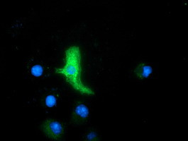 MAPK7 Antibody in Immunocytochemistry (ICC/IF)