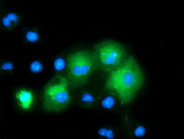 MAPK7 Antibody in Immunocytochemistry (ICC/IF)