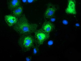 MAPK7 Antibody in Immunocytochemistry (ICC/IF)