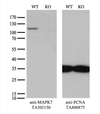 MAPK7 Antibody