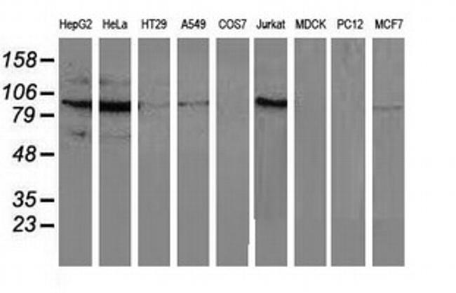 MAPK7 Antibody in Western Blot (WB)