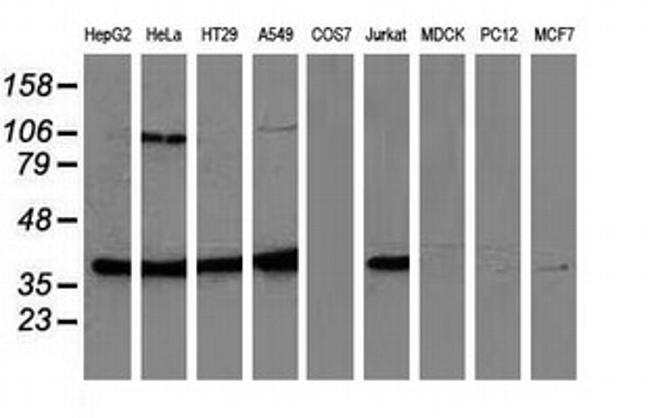 MAPK7 Antibody in Western Blot (WB)