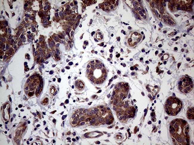 MAPK8IP1 Antibody in Immunohistochemistry (Paraffin) (IHC (P))