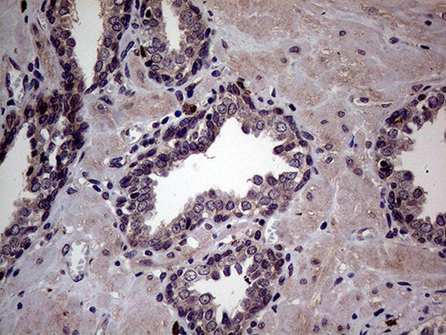 MAPK8IP1 Antibody in Immunohistochemistry (Paraffin) (IHC (P))