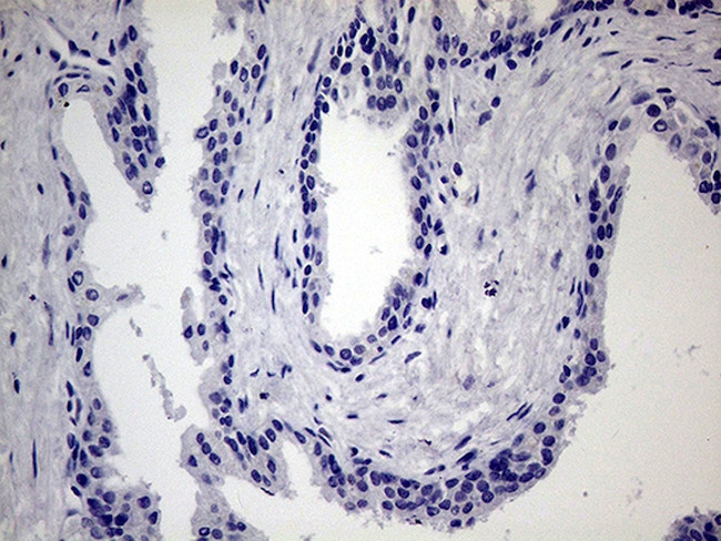 MAPK8IP1 Antibody in Immunohistochemistry (Paraffin) (IHC (P))