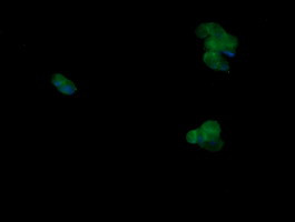 MAPK9 Antibody in Immunocytochemistry (ICC/IF)