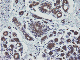 MAPK9 Antibody in Immunohistochemistry (Paraffin) (IHC (P))