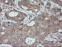 MAPK9 Antibody in Immunohistochemistry (Paraffin) (IHC (P))