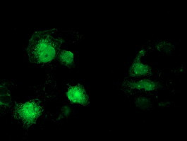 EB2 (MAPRE2) Antibody in Immunocytochemistry (ICC/IF)