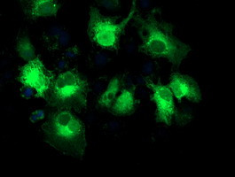 EB2 (MAPRE2) Antibody in Immunocytochemistry (ICC/IF)