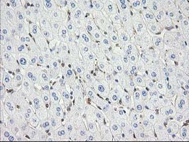 EB2 (MAPRE2) Antibody in Immunohistochemistry (Paraffin) (IHC (P))