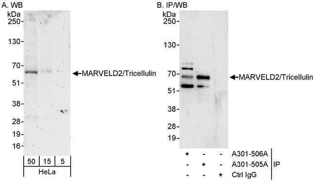 MARVELD2/Tricellulin Antibody in Western Blot (WB)