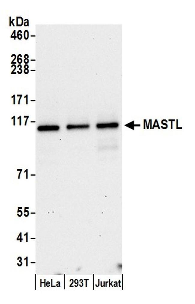 MASTL Antibody in Western Blot (WB)