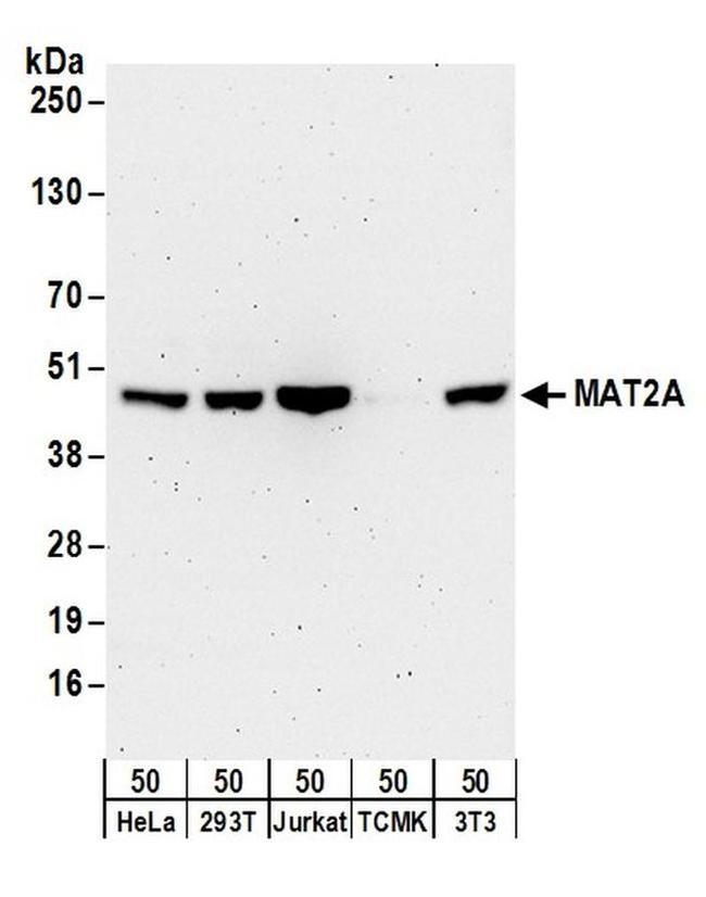 MAT2A Antibody in Western Blot (WB)