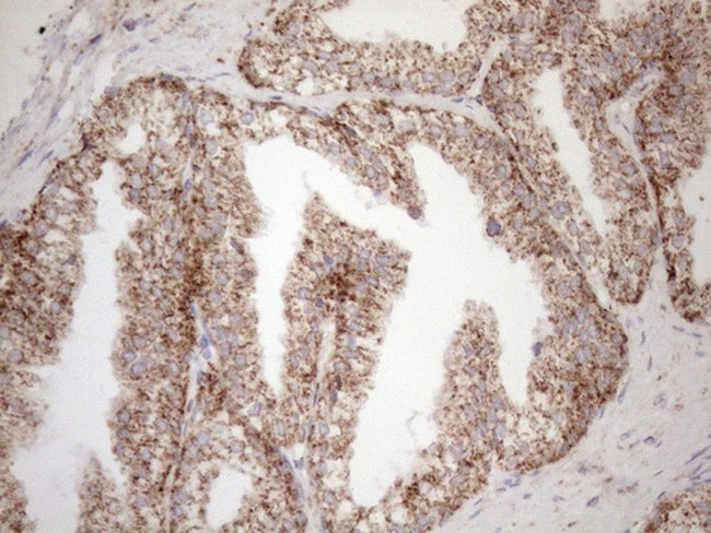 MAVS Antibody in Immunohistochemistry (Paraffin) (IHC (P))