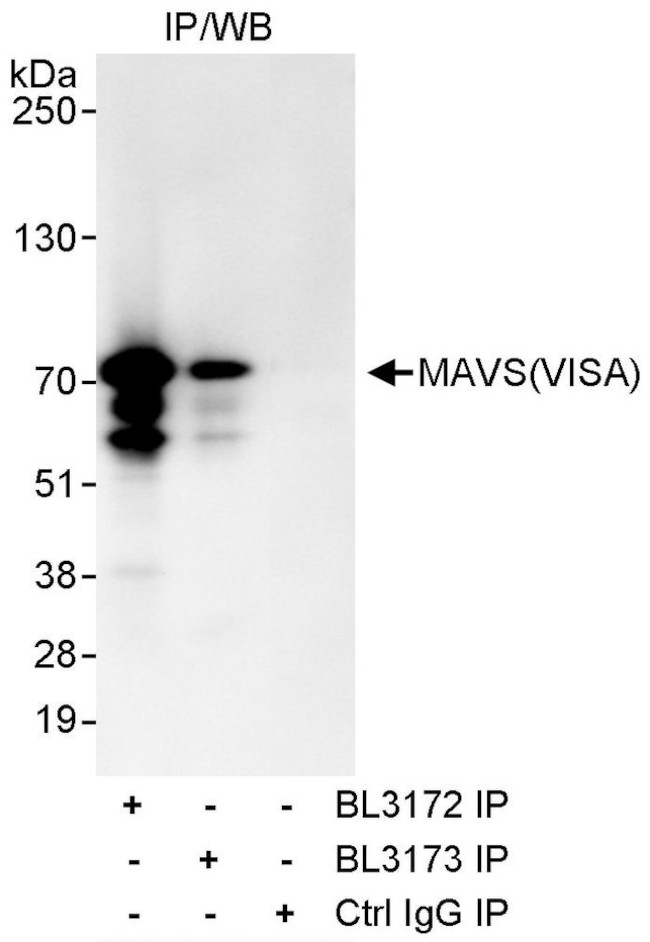 MAVS/VISA Antibody in Immunoprecipitation (IP)