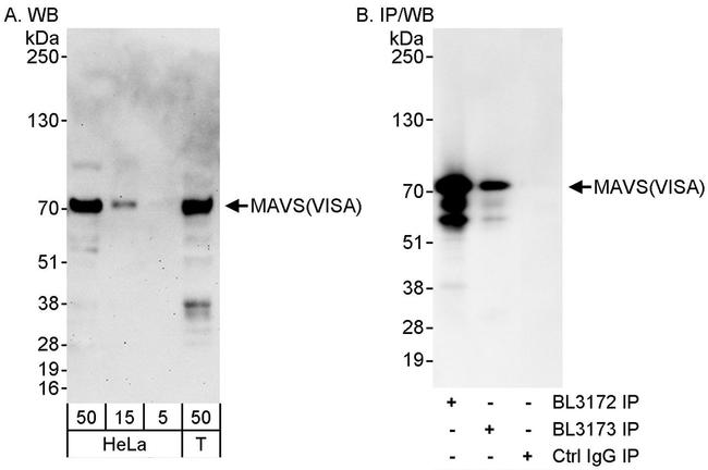 MAVS/VISA Antibody in Western Blot (WB)