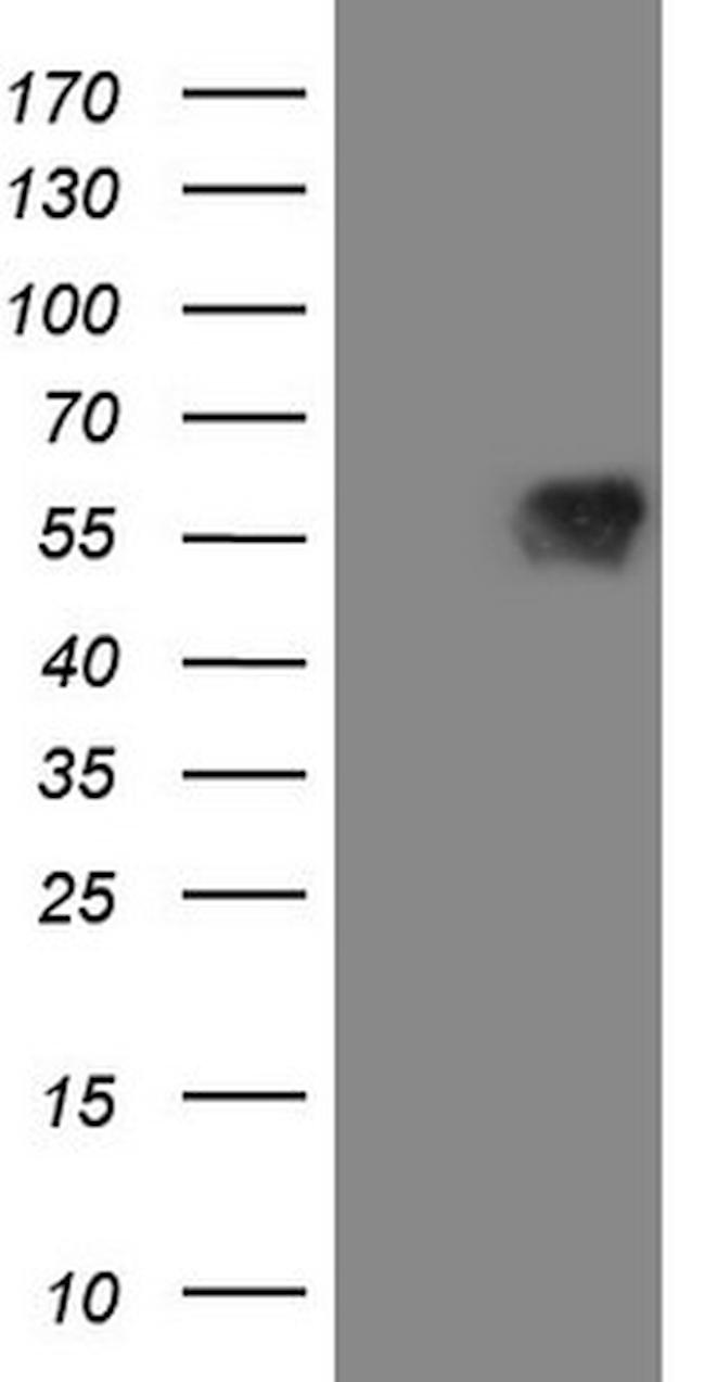 MAVS Antibody in Western Blot (WB)